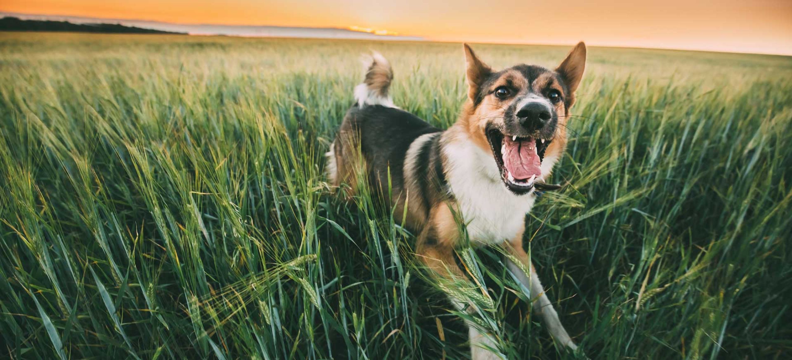 Dog 